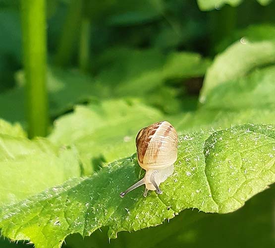 Escargot