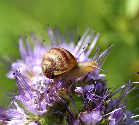 Escargot sur fleur Royer