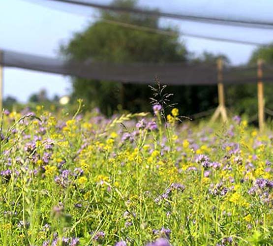 visite en Vendée de l'héliciculture Royer aux Herbiers