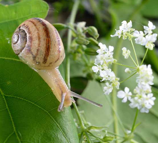 Récolte de la bave d'escargot pour creme visage