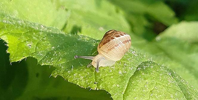 Composition de la bave d'escargot